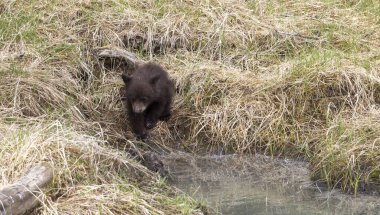 Baharda Yellowstone Ulusal Parkı Wyoming 'de sevimli bir siyah ayı yavrusu.