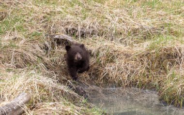 Baharda Yellowstone Ulusal Parkı Wyoming 'de sevimli bir siyah ayı yavrusu.