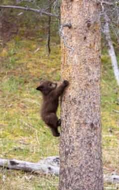 Baharda Yellowstone Ulusal Parkı Wyoming 'de sevimli bir siyah ayı yavrusu.