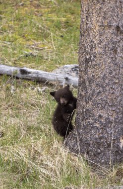 Baharda Yellowstone Ulusal Parkı Wyoming 'de sevimli bir siyah ayı yavrusu.