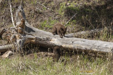 Baharda Yellowstone Ulusal Parkı 'nda bir çift siyah ayı yavrusu.