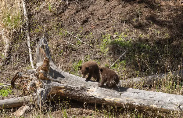 Baharda Yellowstone Ulusal Parkı 'nda bir çift siyah ayı yavrusu.