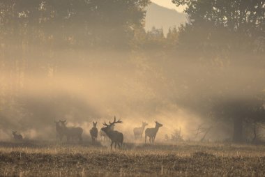 Grand Teton Ulusal Parkı 'nda azgın bir geyik sürüsü. Wyoming' de güneş doğuyor.