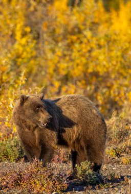 Sonbaharda bir boz ayı Denali Ulusal Parkı Alaska 'da