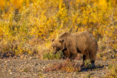 Sonbaharda bir boz ayı Denali Ulusal Parkı Alaska 'da