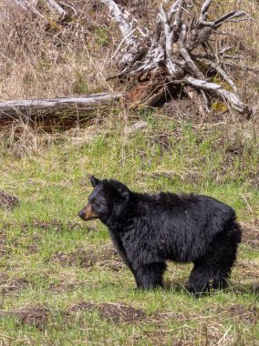 Baharda Yellowstone Ulusal Parkı 'nda bir kara ayı.