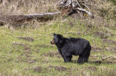 Baharda Yellowstone Ulusal Parkı 'nda bir kara ayı.