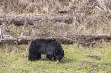 Baharda Yellowstone Ulusal Parkı 'nda bir kara ayı.