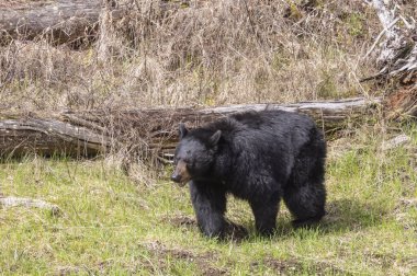 Baharda Yellowstone Ulusal Parkı 'nda bir kara ayı.