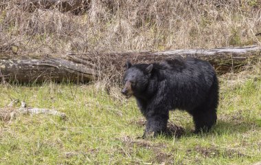 Baharda Yellowstone Ulusal Parkı 'nda bir kara ayı.