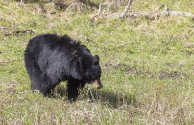 Baharda Yellowstone Ulusal Parkı 'nda bir kara ayı.