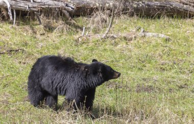 Baharda Yellowstone Ulusal Parkı 'nda bir kara ayı.