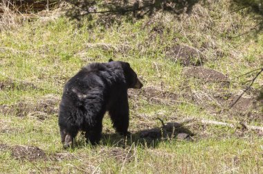 Baharda Yellowstone Ulusal Parkı 'nda bir kara ayı.