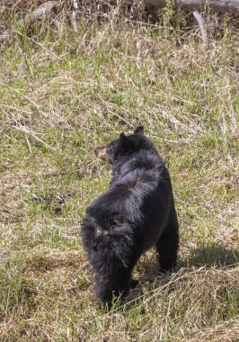 Baharda Yellowstone Ulusal Parkı 'nda bir kara ayı.