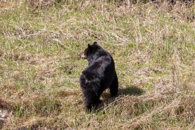 Baharda Yellowstone Ulusal Parkı 'nda bir kara ayı.