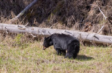 Baharda Yellowstone Ulusal Parkı 'nda bir kara ayı.