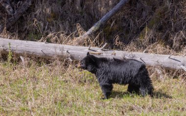 Baharda Yellowstone Ulusal Parkı 'nda bir kara ayı.