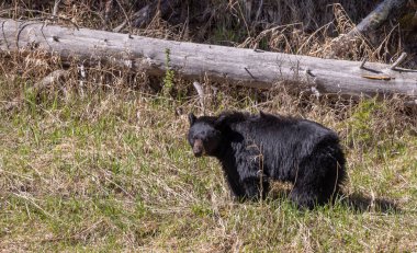 Baharda Yellowstone Ulusal Parkı 'nda bir kara ayı.
