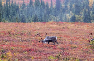 Denali Ulusal Parkı Alaska 'da kıraç ren geyiği boğaları