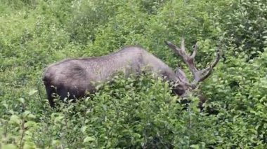 Alaska 'da sonbaharın başında bir boğa Yukon geyiği