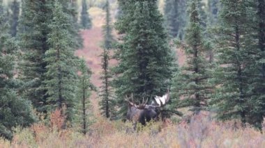 Alaska geyiği Sonbaharda Denali Ulusal Parkı Alaska 'da