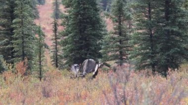 Alaska Yukon geyiği Sonbaharda Denali Ulusal Parkı Alaska 'da