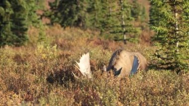 Alaska Yukon geyiği Sonbaharda Denali Ulusal Parkı Alaska 'da