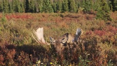 Alaska Yukon geyiği Sonbaharda Denali Ulusal Parkı Alaska 'da