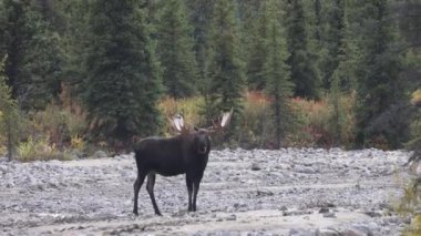 Alaska Yukon geyiği Sonbaharda Denali Ulusal Parkı Alaska 'da