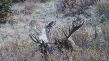 Alaska Yukon geyiği Sonbaharda Denali Ulusal Parkı Alaska 'da