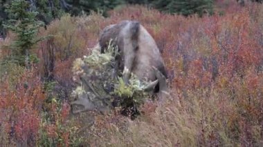 Alaska Yukon geyiği Sonbaharda Denali Ulusal Parkı Alaska 'da