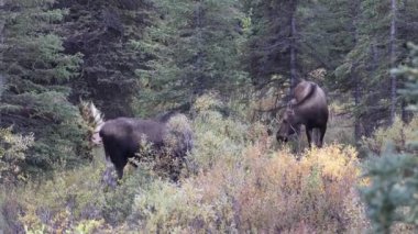 Alaska Yukon boğası ve sığır geyiği sonbaharda Denali Ulusal Parkı 'nda çiftleşiyorlar.