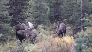 Alaska Yukon boğası ve sığır geyiği sonbaharda Denali Ulusal Parkı 'nda çiftleşiyorlar.