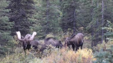 Alaska Yukon boğası ve sığır geyiği sonbaharda Denali Ulusal Parkı 'nda çiftleşiyorlar.