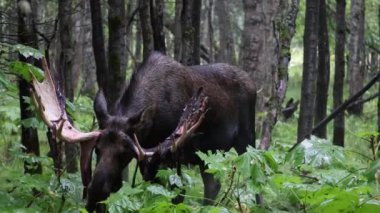 Alaska Geyiği, Alaska 'da sonbaharın başlarında bir boğa.