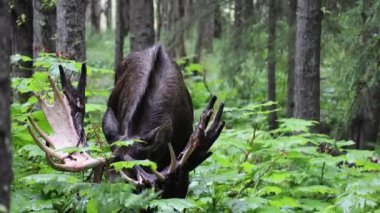 Alaska Geyiği, Alaska 'da sonbaharın başlarında bir boğa.