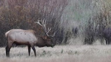 Sonbaharda Wyoming 'de tekdüze bir geyik.