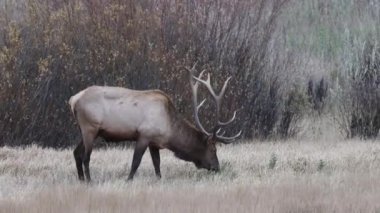 Sonbaharda Wyoming 'de tekdüze bir geyik.