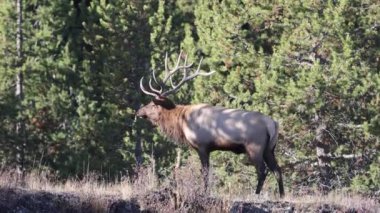 Sonbaharda Wyoming 'de tekdüze bir geyik.