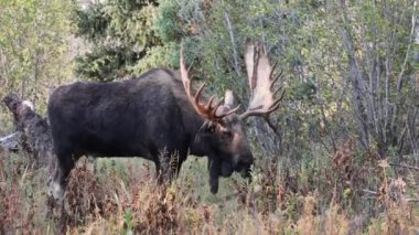 Wyoming 'de sonbaharda tekdüze bir geyik.