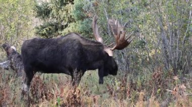 Wyoming 'de sonbaharda tekdüze bir geyik.
