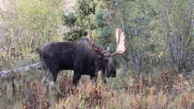 Wyoming 'de sonbaharda tekdüze bir geyik.