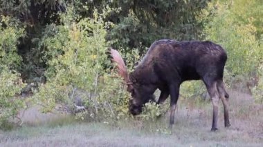 Wyoming 'de sonbaharda tekdüze bir geyik.