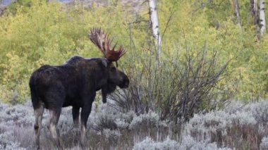 Wyoming 'de sonbaharda tekdüze bir geyik.