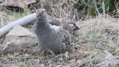 Baharda Wyoming 'de erkek bir ladin tavuğu.