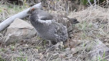 Baharda Wyoming 'de erkek bir ladin tavuğu.