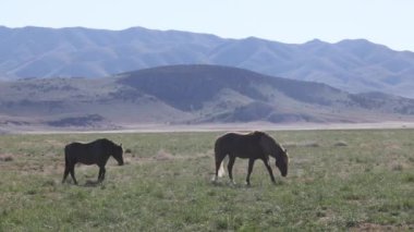 Utah çölünde ilkbaharda vahşi atlar