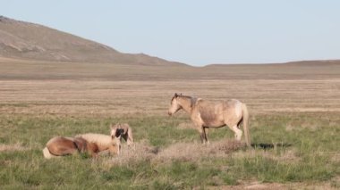 Utah çölünde ilkbaharda vahşi atlar