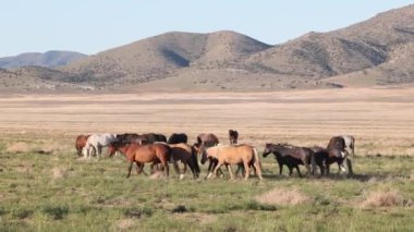 Utah çölünde ilkbaharda vahşi atlar