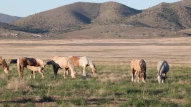 Utah çölünde ilkbaharda vahşi atlar